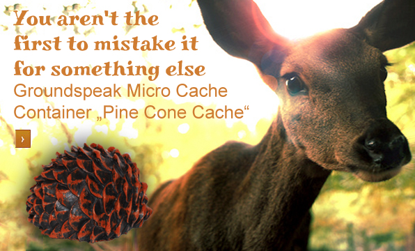 pine-cone-englisch
